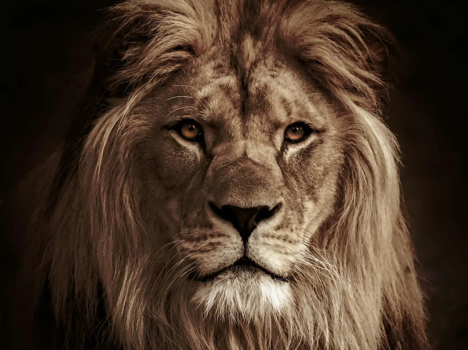 lion in black background in grayscale photography