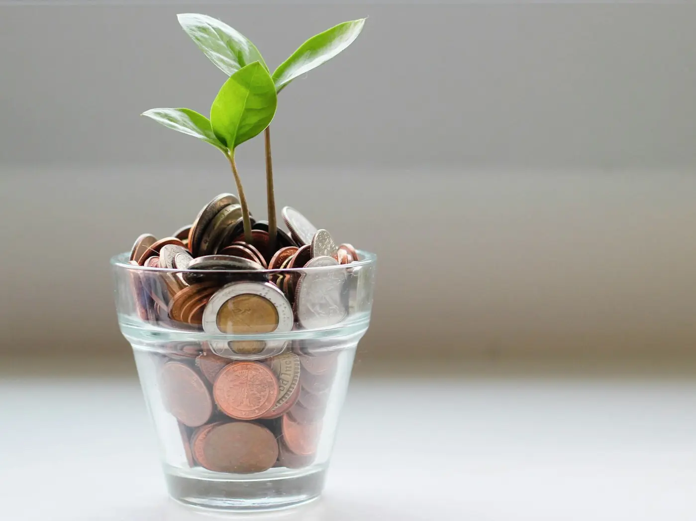 green plant in clear glass cup